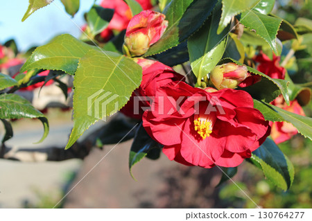 Camellia Camellia 130764277
