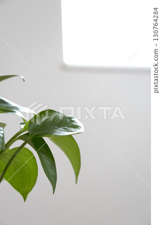 Room with ornamental plants Room with ornamental plants 130764284