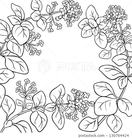 Oregano Branch with Flowers Outline Frame. 130764424