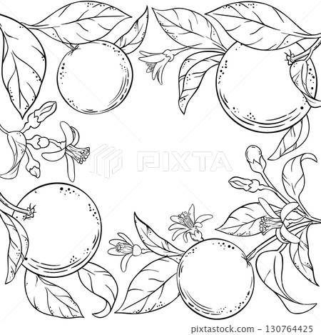Orange Branch with Fruits Outline Frame. 130764425