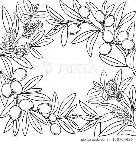Olive Branch with Berries Outline Frame. 130764426