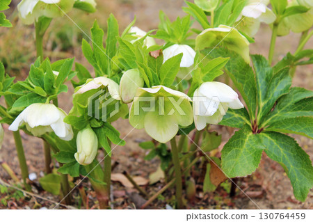 Christmas rose flowers 130764459