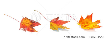 autumn maple leaves isolated on white background 130764556