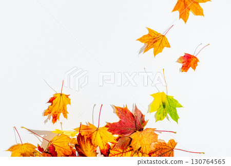 colorful autumn leaves falling, on white background 130764565