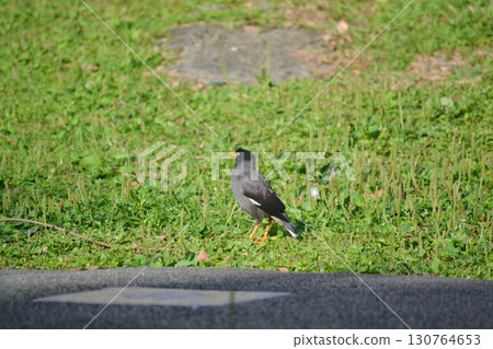 公園裡的八哥 130764653