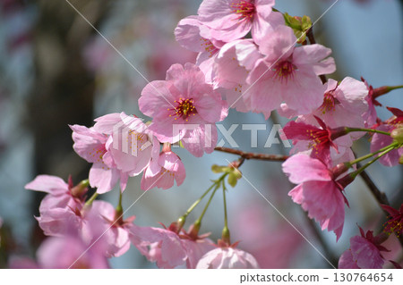 櫻花盛開預示著春天的到來 130764654