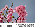 Pink cherry blossoms shining in the blue sky 130764655