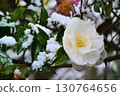 Snow and Sasanqua 130764656