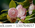 Maiden camellia in full bloom 130764657