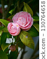 Japanese camellia starting to bloom 130764658