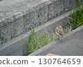 Gutters and sparrows 130764659