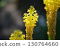 Brubinella 130764660