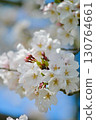 Cherry tree in full bloom  130764661