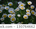 A flower resembling a blooming North Pole 130764662