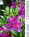 Azalea red flower 130764664