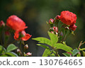 A red rose 130764665
