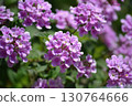 Lantana flowers 130764666