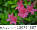 New green and azalea 130764667