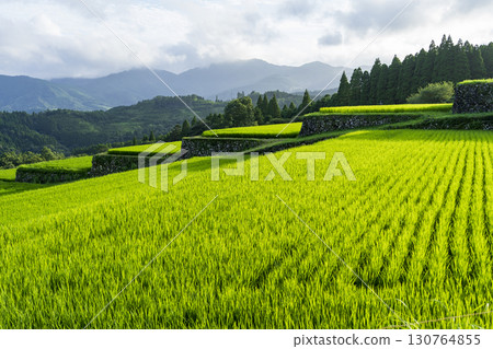 宮崎縣日南坂本梯田 130764855