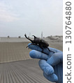 A rhinoceros beetle on the hand 130764880