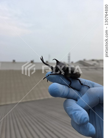 A rhinoceros beetle on the hand A rhinoceros beetle on the hand 130764880