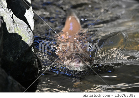 A cute Asian small-clawed otter swimming gracefully A cute Asian small-clawed otter swimming gracefully 130765392