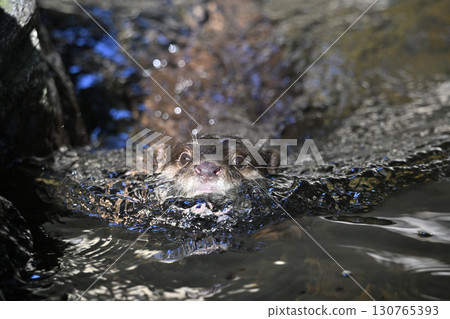 一隻可愛的亞洲小爪水獺優雅地遊動 130765393