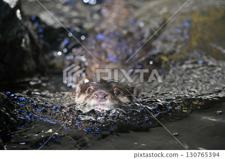一隻可愛的亞洲小爪水獺優雅地遊動 130765394