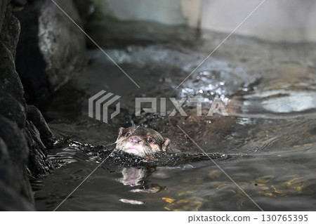 一隻可愛的亞洲小爪水獺優雅地遊動 一隻可愛的亞洲小爪水獺優雅地遊動 130765395