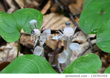 The silver bell plant has a white sphere at the end of its body, with blue fruit resembling a one-eyed boy on top. The silver bell plant has a white sphere at the end of its body, with blue fruit resembling a one-eyed boy on top. 130765456
