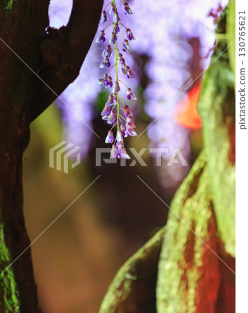 Hanging wisteria flowers 130765621