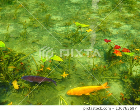 Carp swimming Monet's pond Carp swimming Monet's pond 130765697
