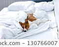 Basenji dog sleeping in owner's bed on white sheet 130766007