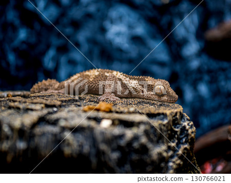 Rugossaphto-toed gecko 130766021