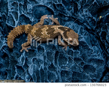 Rugossaphto-toed gecko 130766023