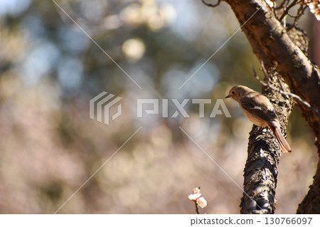 早春時節，一隻達斡爾紅尾鴝飛到李子園 130766097