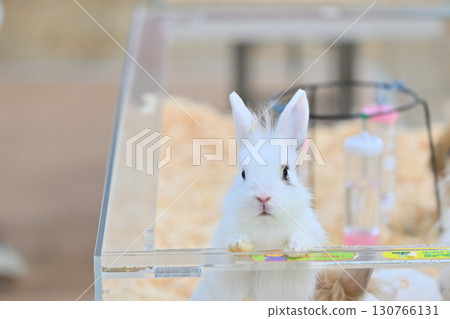 可愛的兔子 可愛的兔子 130766131