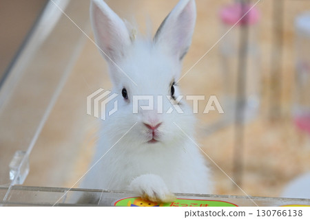 Cute rabbit Cute rabbit 130766138