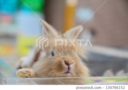 Cute rabbit 130766152