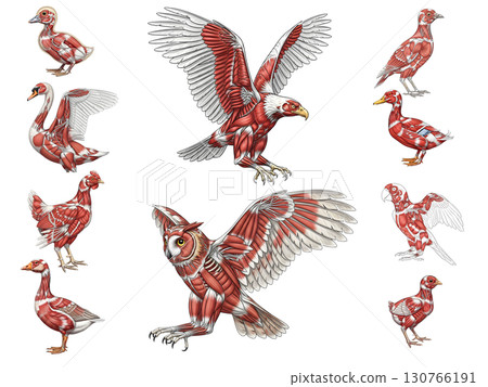 Set of animals anatomy llustration 130766191