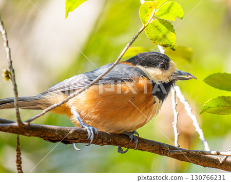 Varied tit perched on a branch Varied tit perched on a branch 130766231