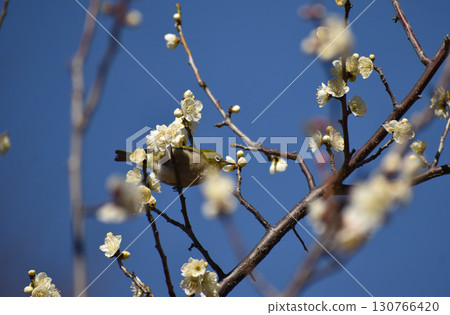 Early spring white plum and mezzo Early spring white plum and mezzo 130766420
