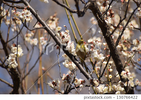 早春白梅和梅佐 130766422