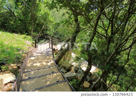 靜岡縣伊豆之國市伊豆全景公園森林步道 130766423