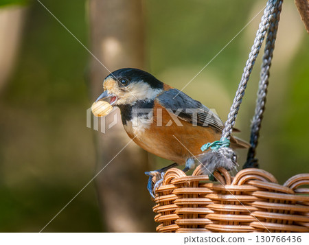 棲息在籠子上的雜色山雀 130766436