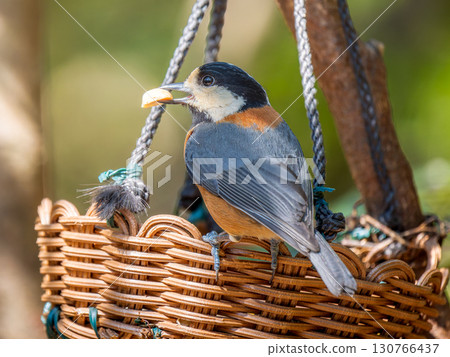 Varied tit perched on a cage 130766437