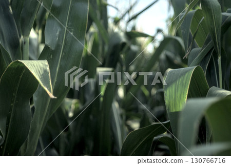 leaves in the nature leaves in the nature 130766716