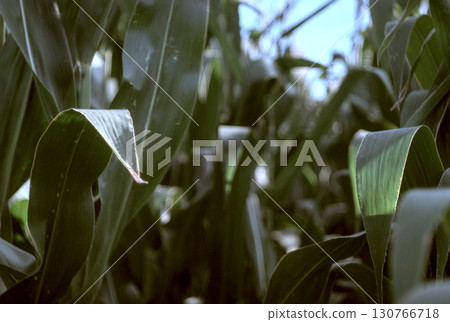 green leaves in the morning green leaves in the morning 130766718