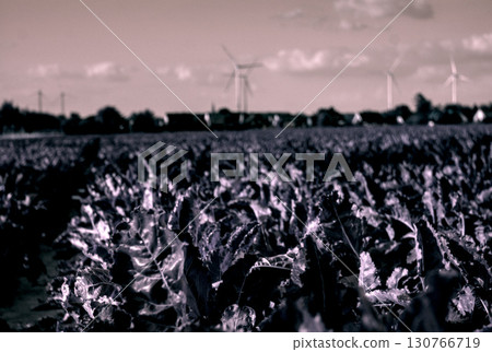 wind turbine farm in the field 130766719