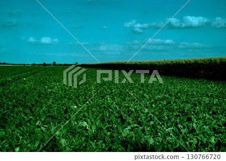field with carrot field with carrot 130766720